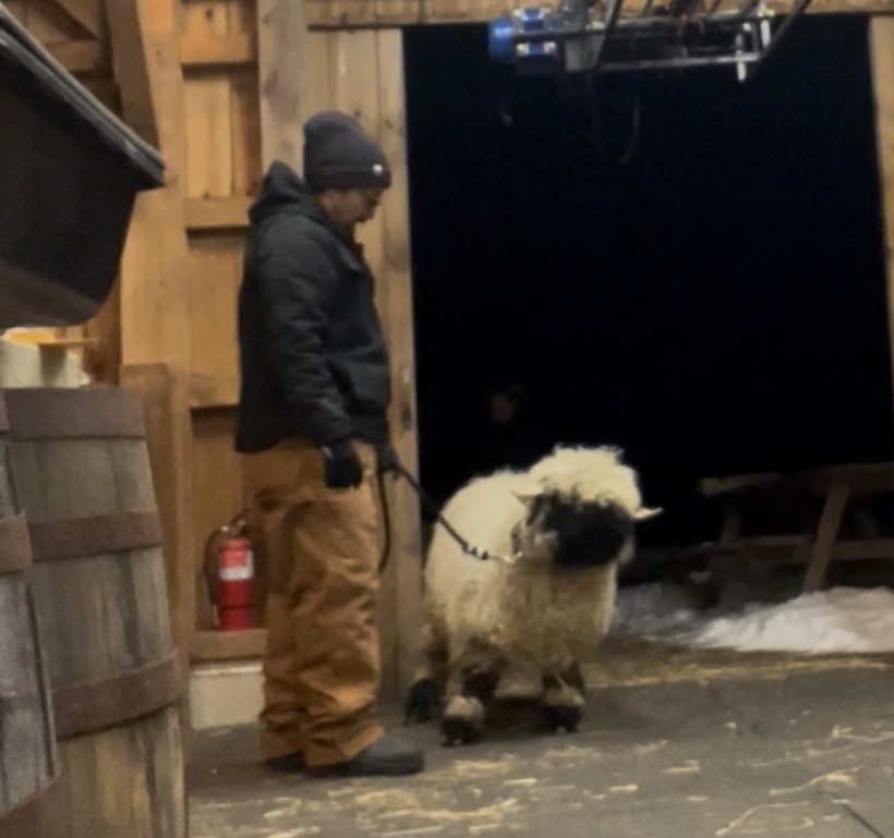Valais Blacknose ram available for leasing in Connecticut