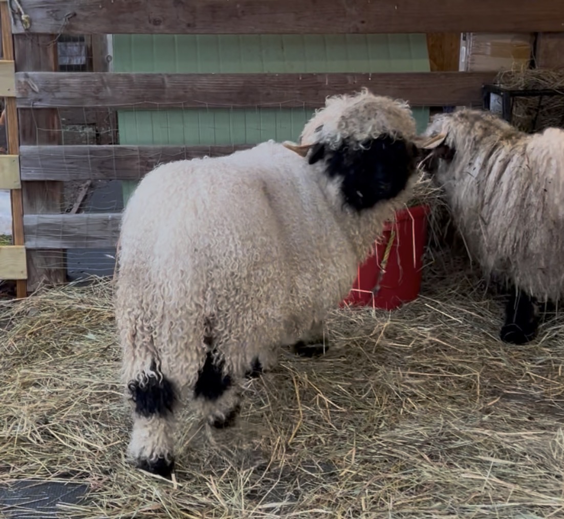 Valais Blacknose ram available for leasing in Connecticut