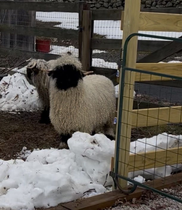 Valais Blacknose ram available for leasing in Connecticut