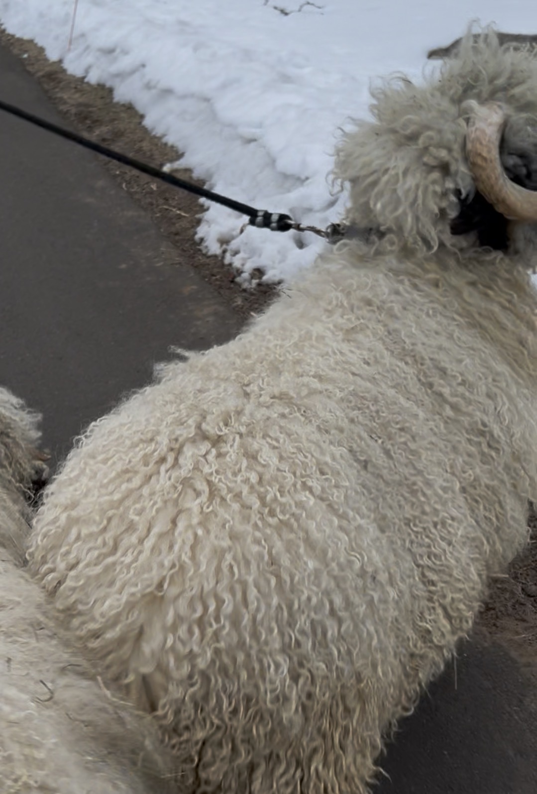 Valais Blacknose ram available for leasing in Connecticut