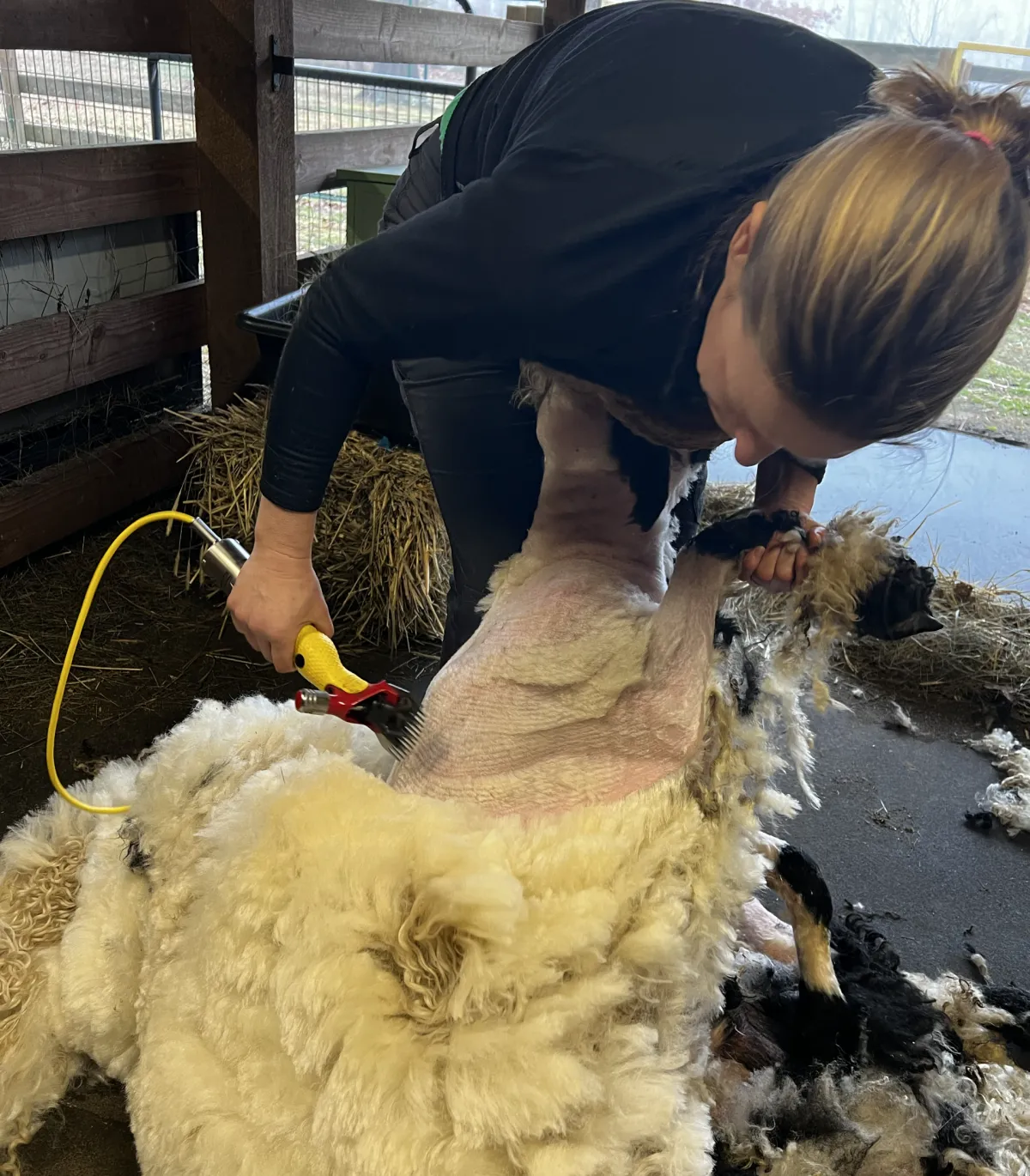 Our First Valais Blacknose Sheep Shearing Day: What We Learned (Week 5 at Wool & Wonder Farm)
