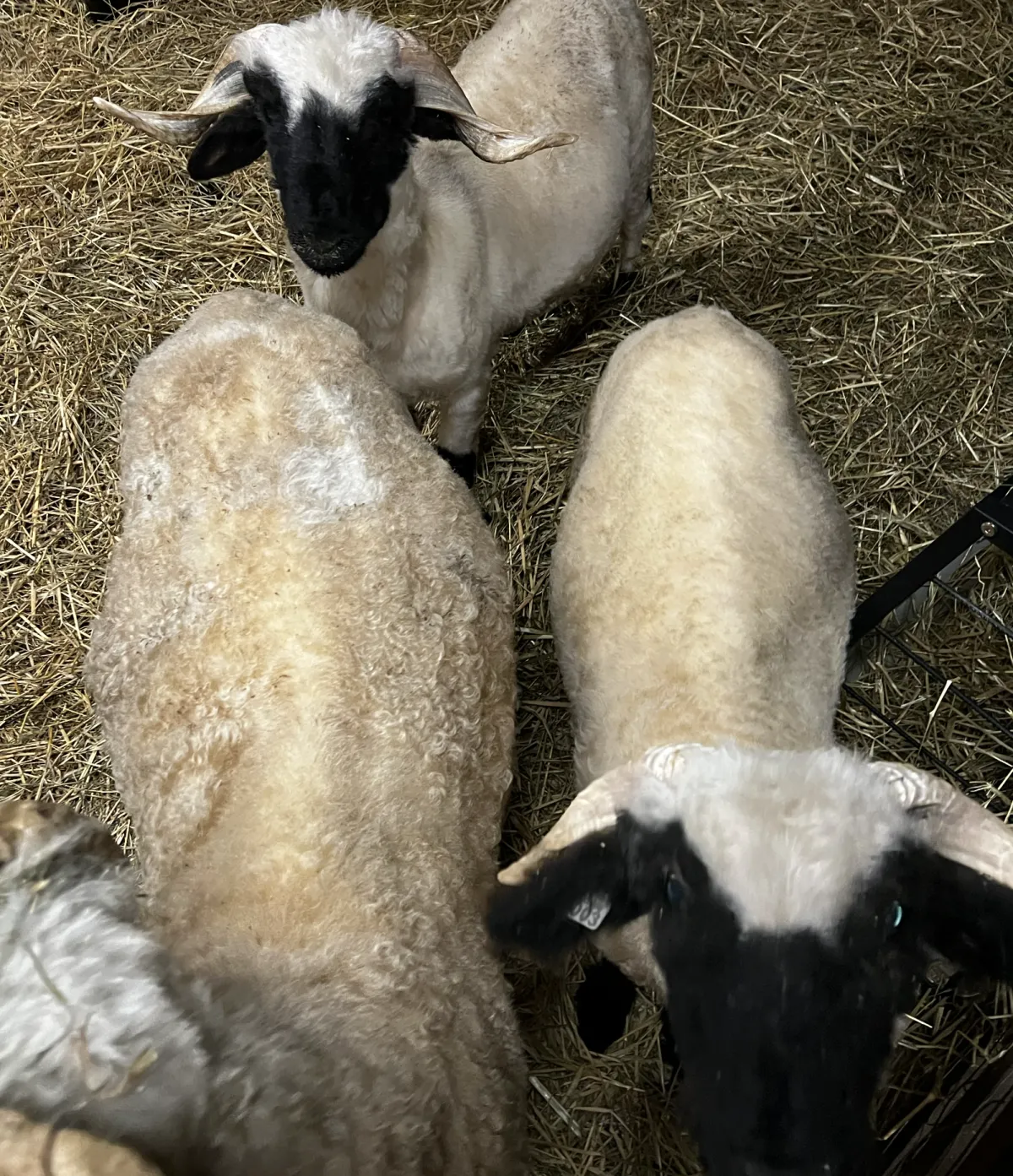  Spring on the Farm: Zoomies, Worms, and Sheep That REFUSE to Walk on a Leash!