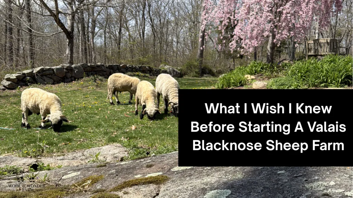 What I Wish I Knew Before Starting A Valais Blacknose Sheep Farm