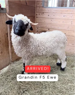 Grandin