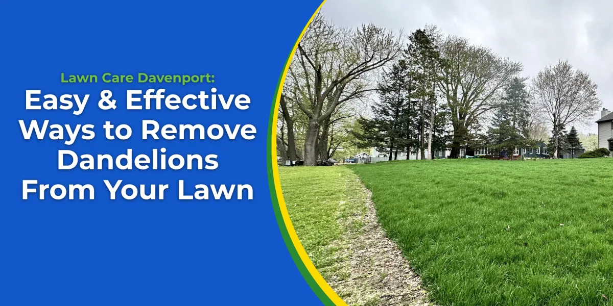 Lawn Care Davenport: Easy, Effective Ways to Remove Dandelions From Your Lawn