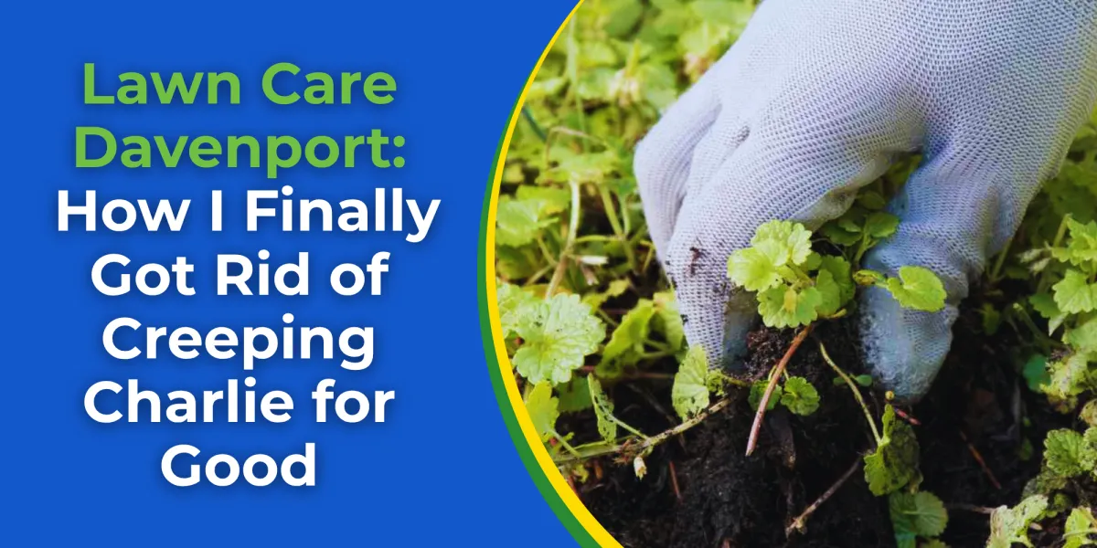Lawn Care Davenport: How I Finally Got Rid of Creeping Charlie for Good