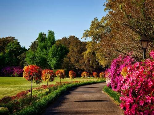 Landscape Renovation in Henderson