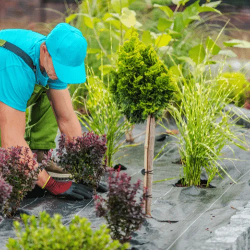 Anthem Landscape Maintenance