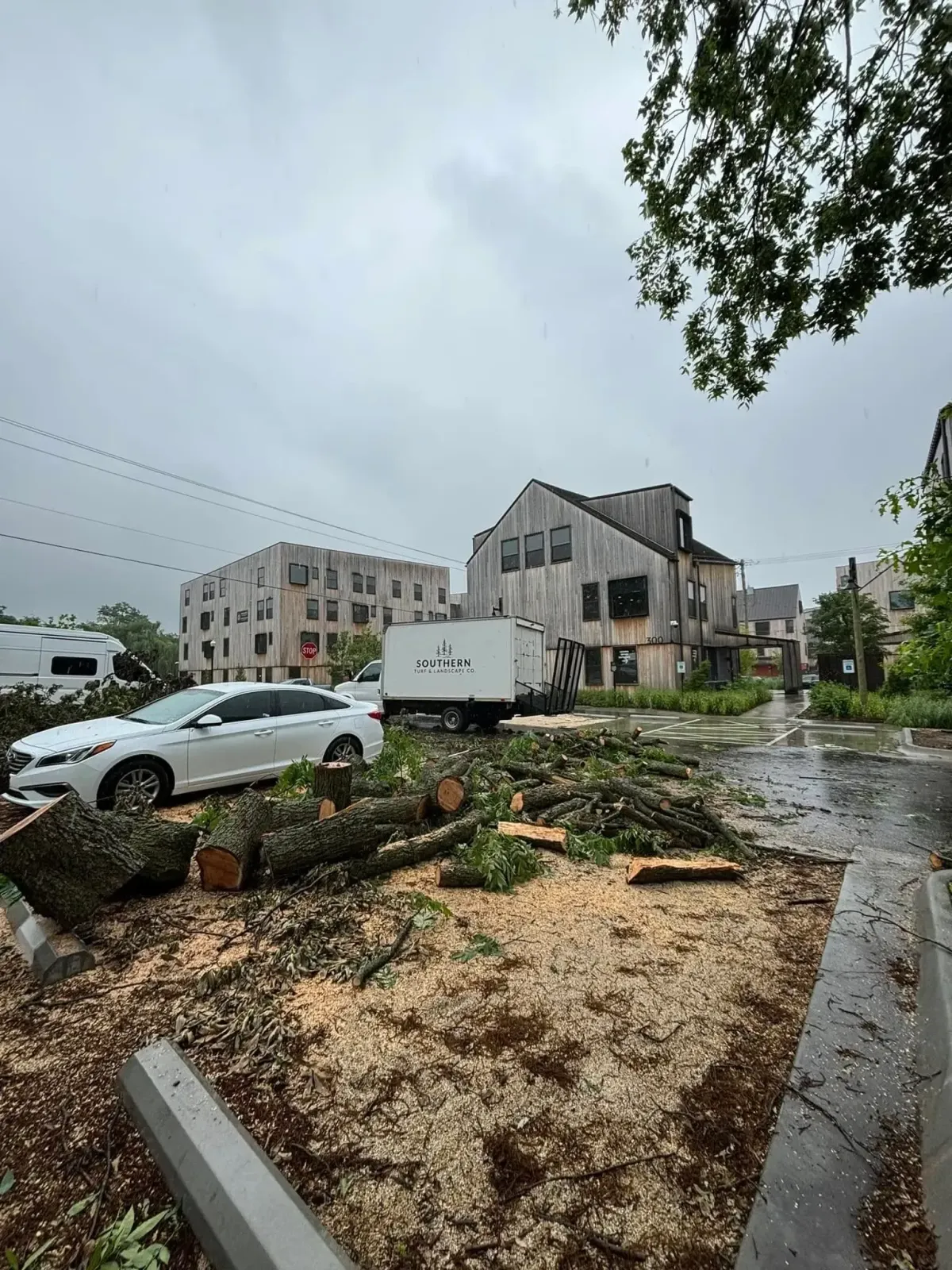Professional seasonal clean-up service clearing branches and dead plants