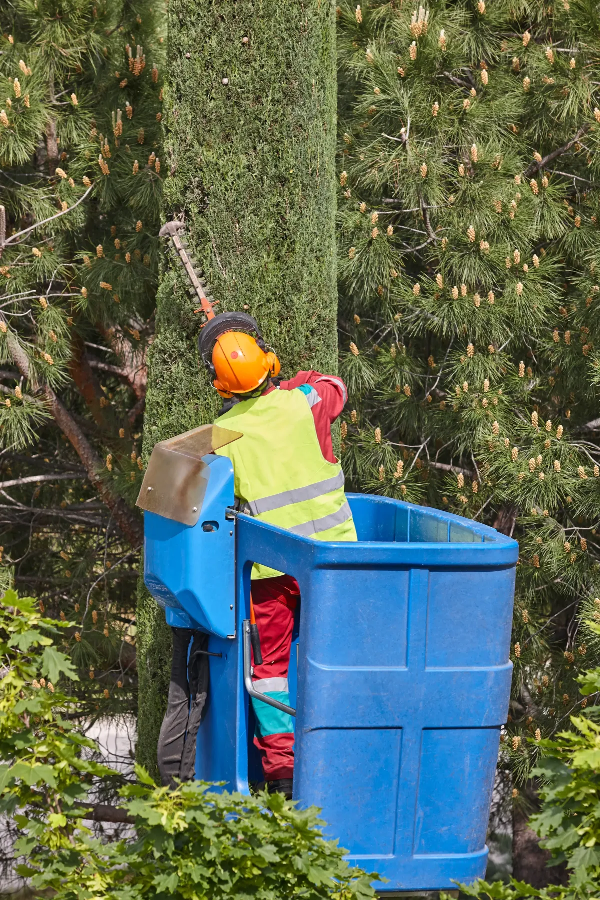 Tree Removal at Multi-Family Property