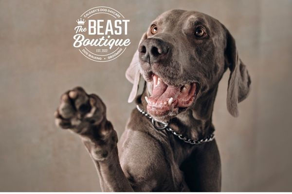 a gray dog offers a high five