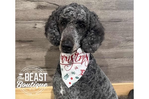 a grey doodle sit after grooming