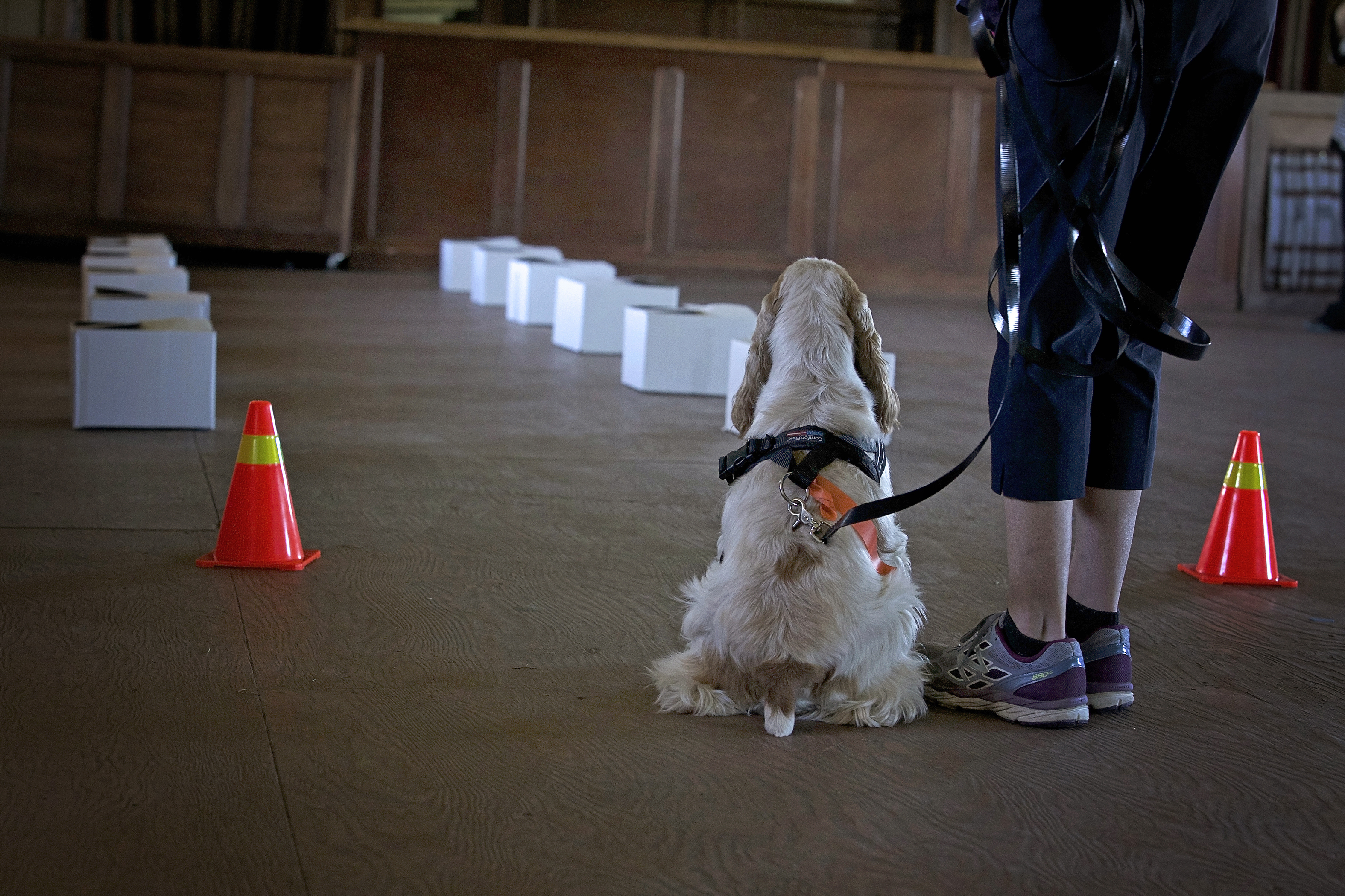 a spaniel sits in front of a row of boxes waiting to start training exercise