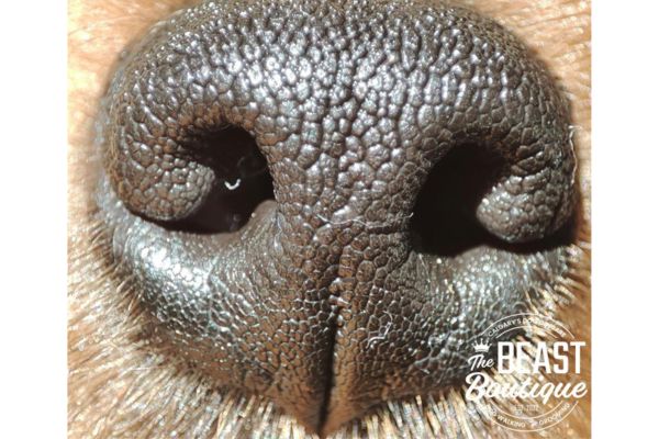 up close picture of a dog's nose