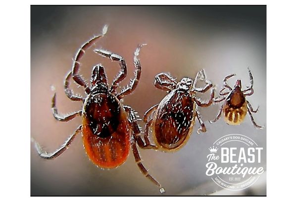 three ticks appear to be stuck in a spider web