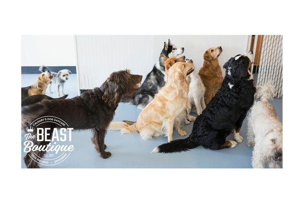 a group of dogs waits expectantly by a gate