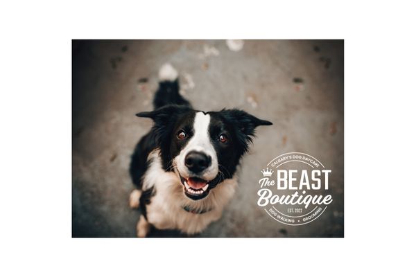 a border collie smiles for the camera