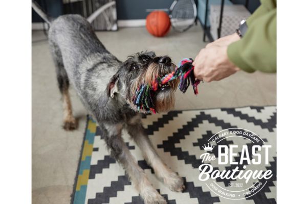 a gray dog play tug with his handler