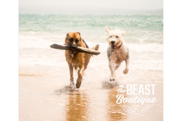 two dogs run on a beach.