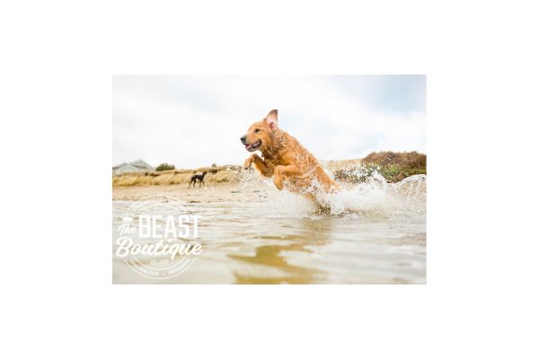 a golden retriever jumps into a lake