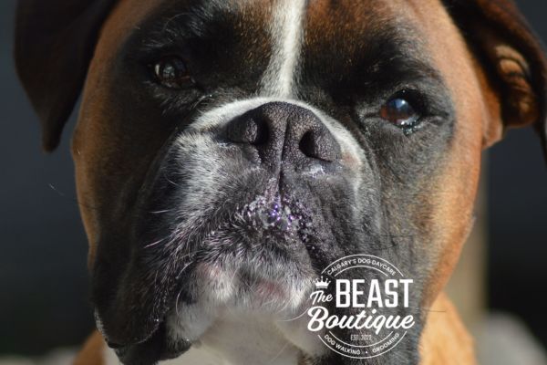 a close up picture of a boxer dog's face