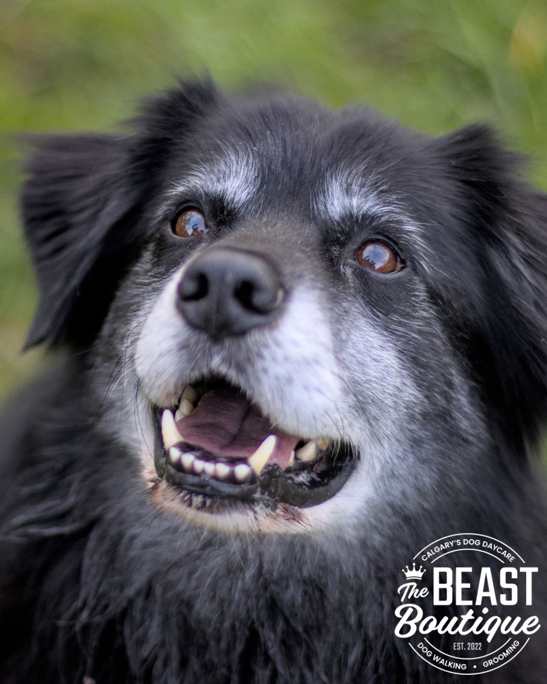 a black dog with a grey face smiles