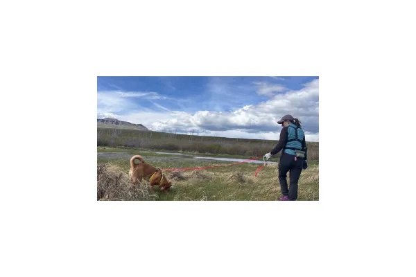 a tan dog and handler walk across a marshy field