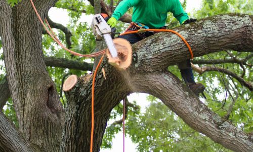 Tree Removal in