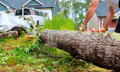 Stump Grinding and Removal in