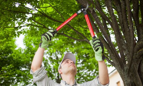 Land Clearing and Reclaiming in