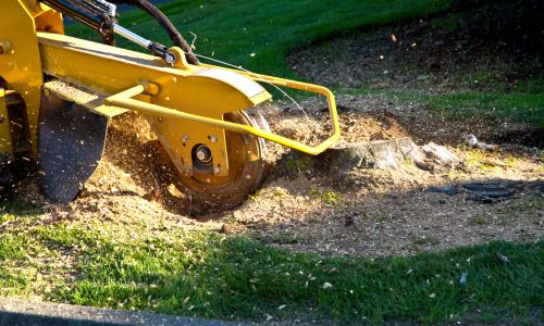 Tree Removal in