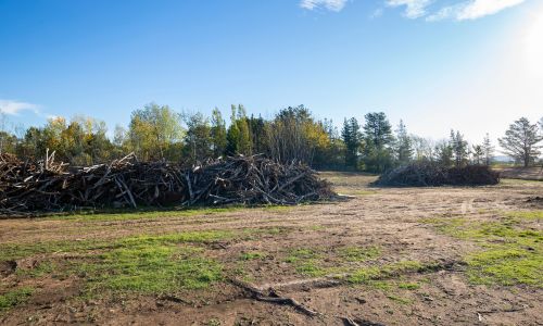 Stump Grinding and Removal in