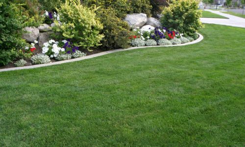 Stump Grinding and Removal in 