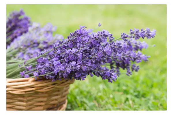 Basket of fresh lavender flowers in a garden, representing calm, slow living, and nature-inspired retreat atmosphere
