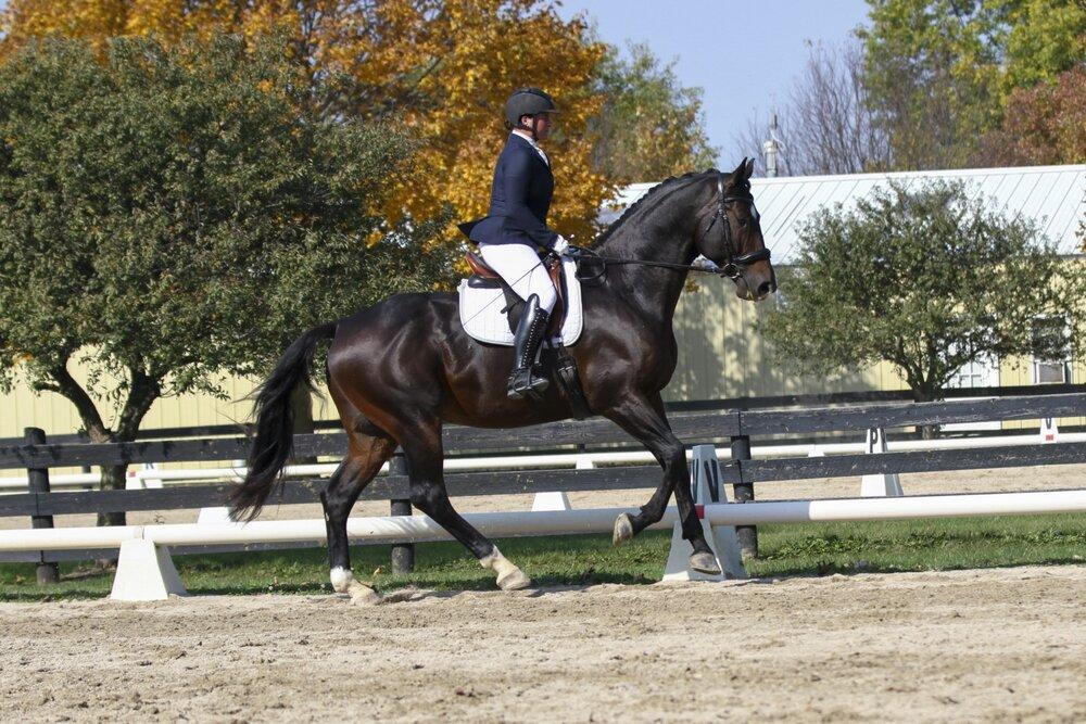 approved warmblood stallion