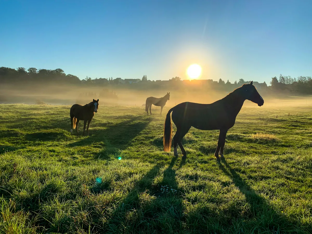 Horses in a pasture at sunset, Marion County horse country