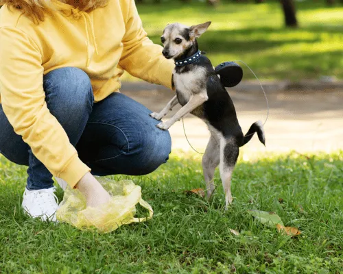  Commercial Pet Waste Management