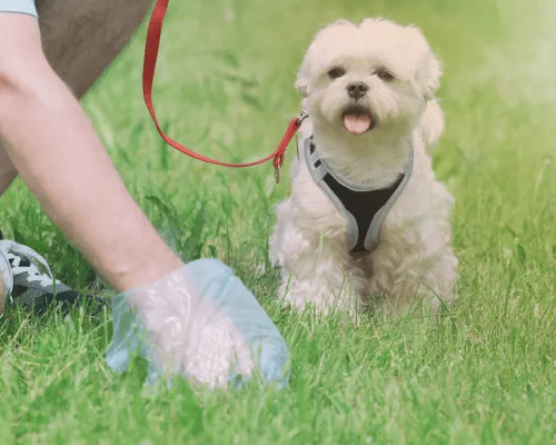 Commercial Pet Waste Management in La Quinta