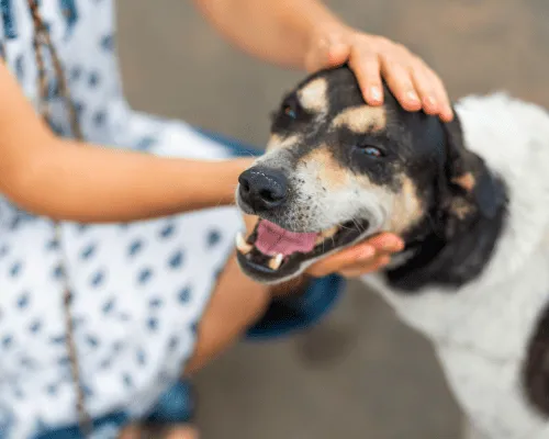 La Quinta Dog Waste Cleanup