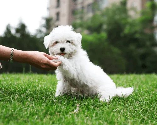 Dog Waste Cleanup in La Quinta