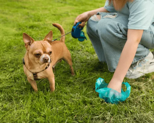 Indian Wells Dog Waste Cleanup