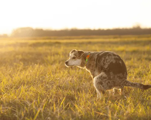 Pet Waste Removal & Management La Quinta