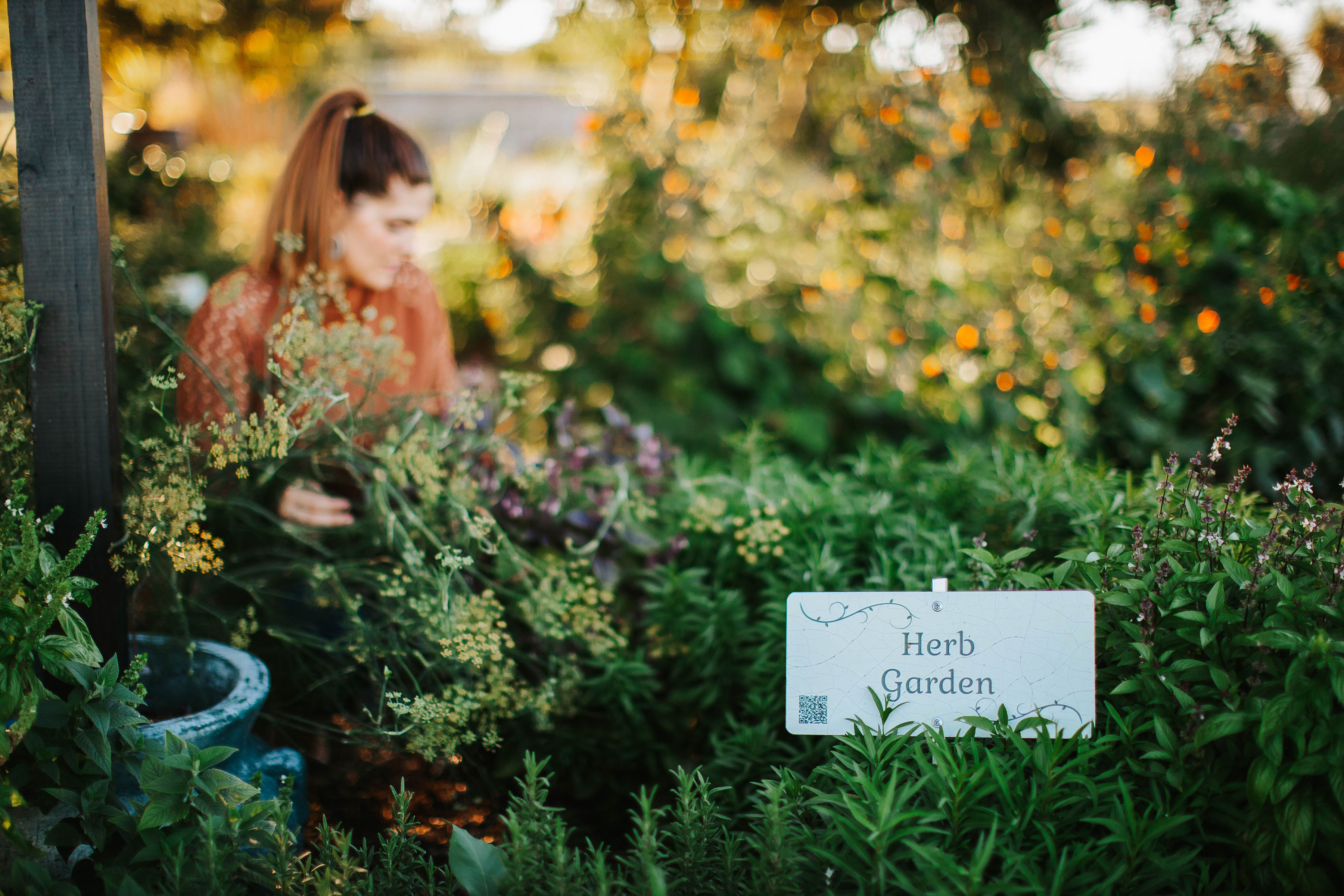 20 Medicinal Herbs You Can Grow in Your Backyard