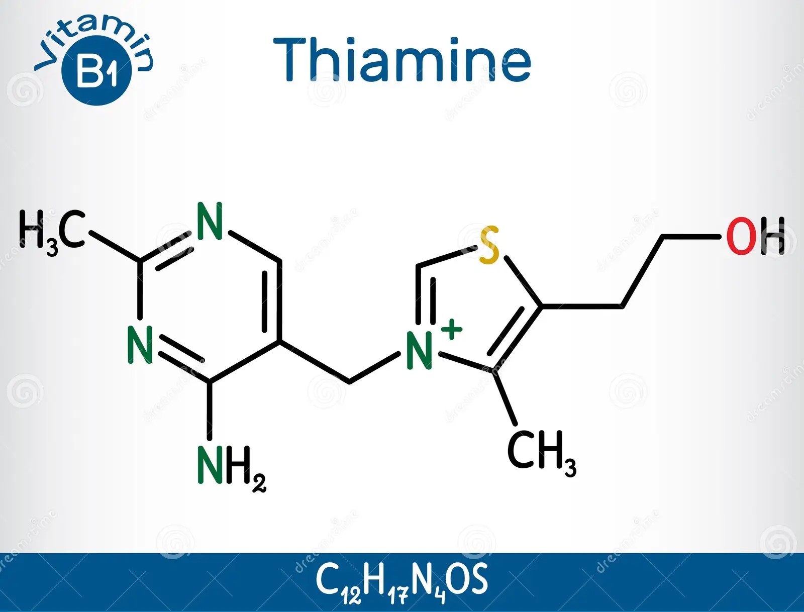 The Energy Catalyst: A Beginner's Guide to Thiamine (Vitamin B1)