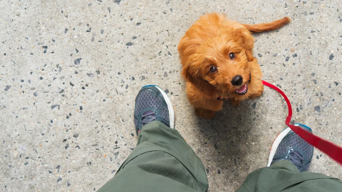 small dog looking up, waiting for more training