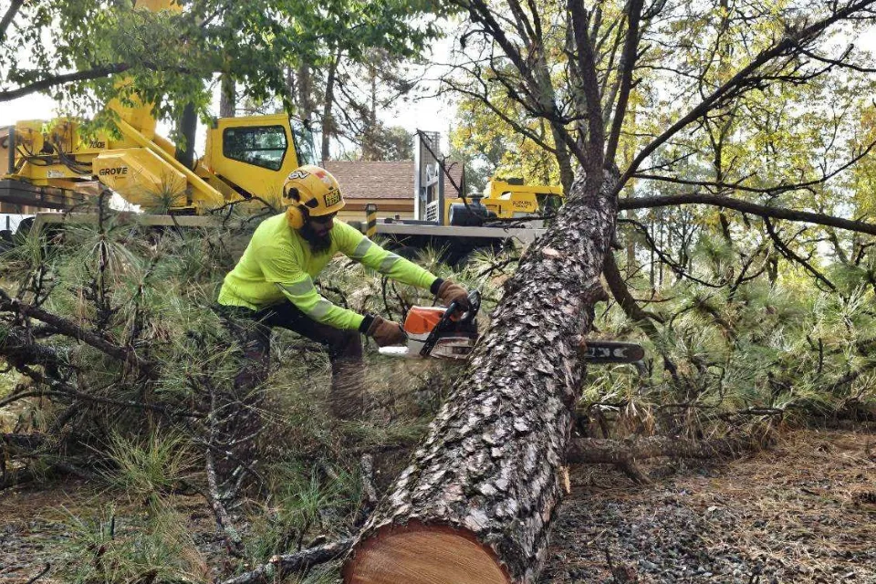 mobile tree removal