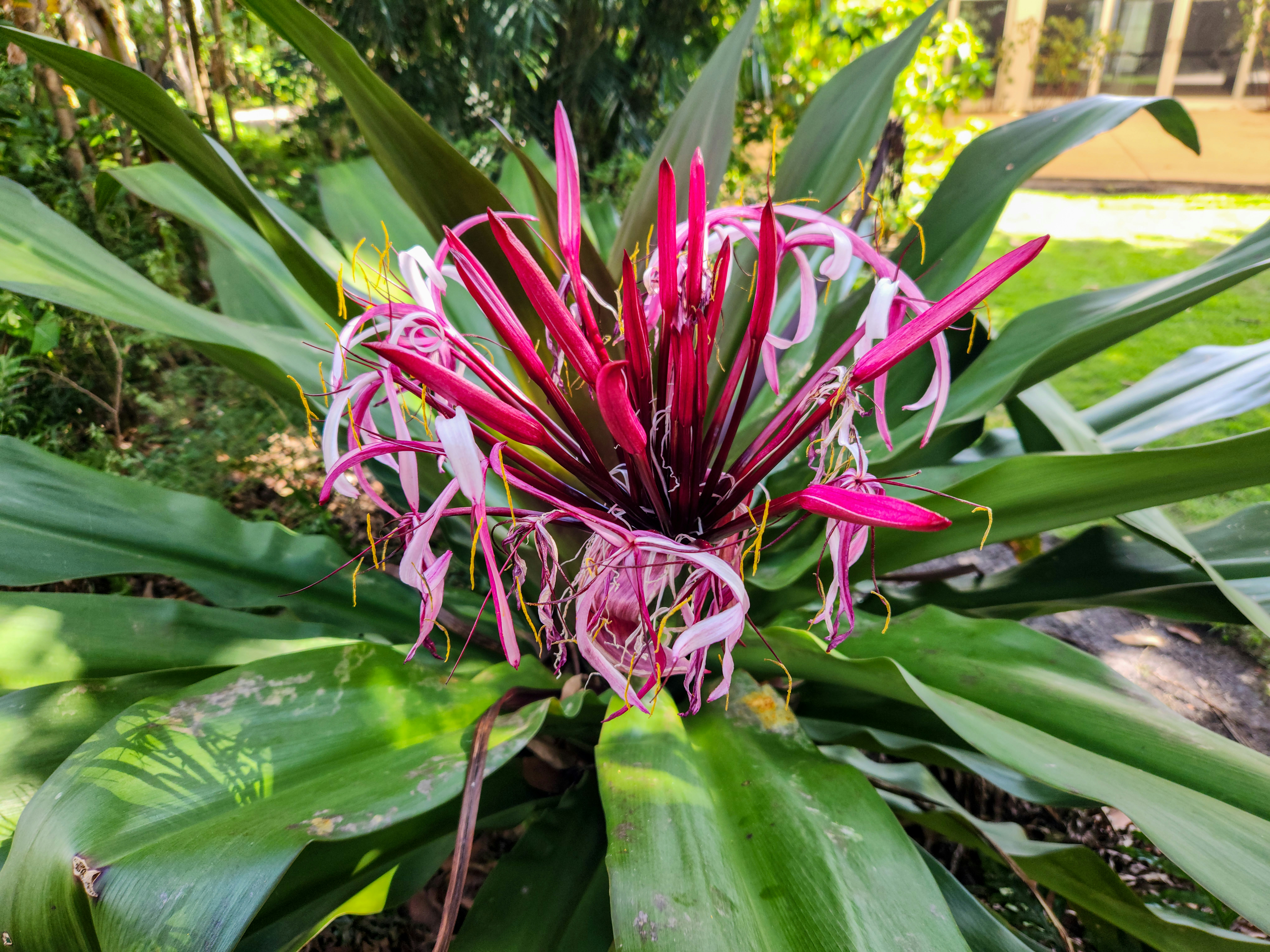 Miami Landscape design