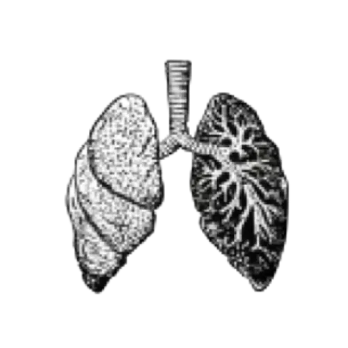 Somatic Breathwork