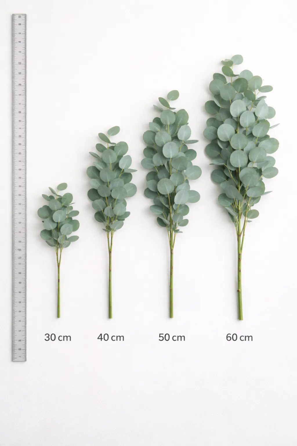 Pennigum stems 40cm product photo