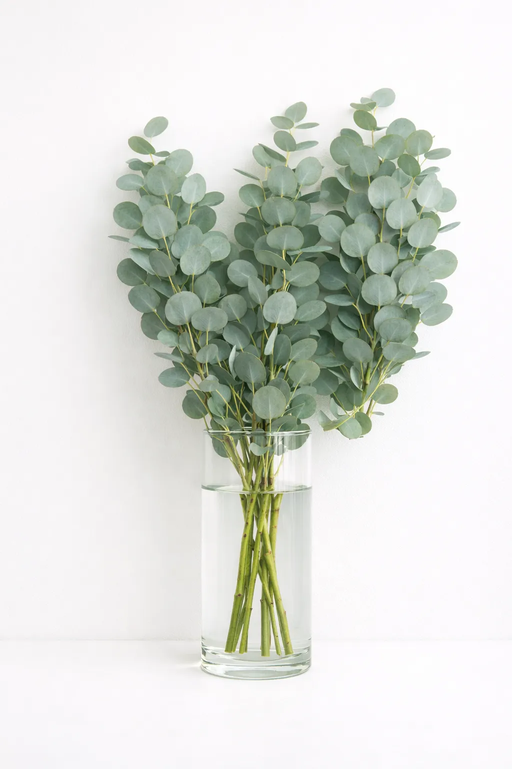 Pennigum stems 60cm product photo